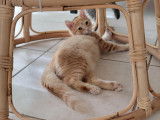 Simon, chaton roux tigré à adopter