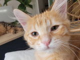 Simon, chaton roux tigré à adopter