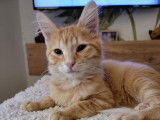 Simon, chaton roux tigré à adopter