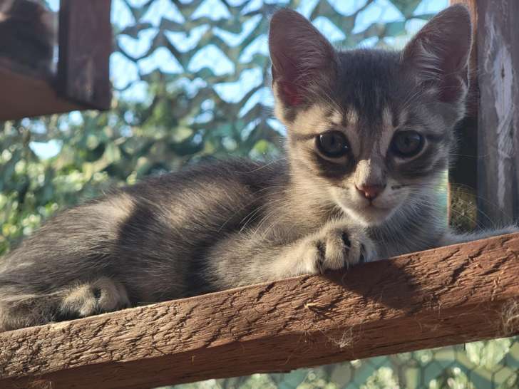 Charly, chaton à adopter