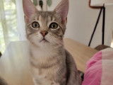 Charly, chaton à adopter