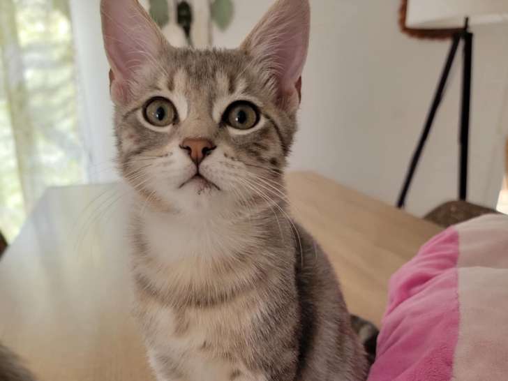 Charly, chaton à adopter