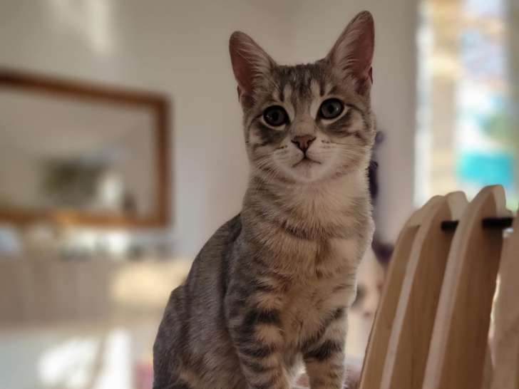Charly, chaton à adopter