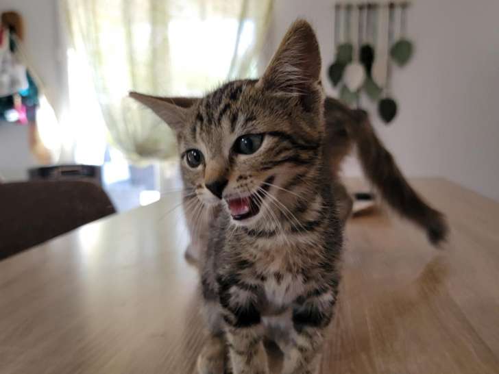 Sebastien, chaton tigré à adopter