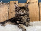 Chatonne Maine Coon LOOF à vendre