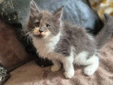 Chatons Maine Coon de lignée russe à vendre