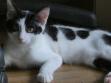 Chaton mâle noir et blanc à adopter