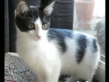 Chaton mâle noir et blanc à adopter