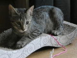 Chaton mâle de 4 mois disponible à l'adoption