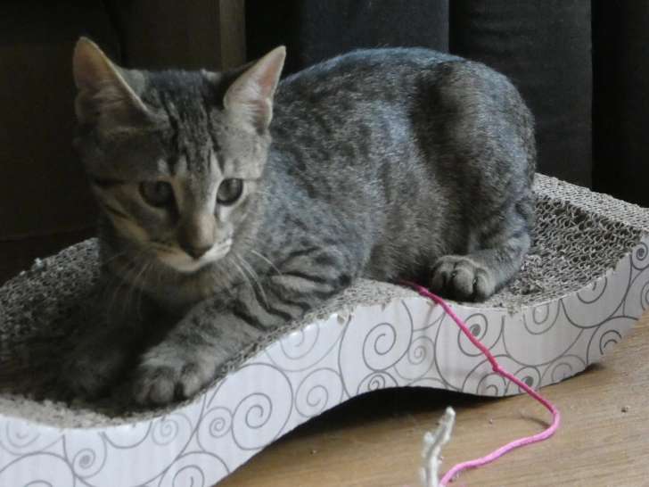 Chaton mâle de 4 mois disponible à l'adoption