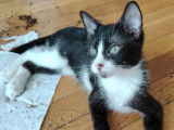 Chatonne noire et blanche en attente d'adoption