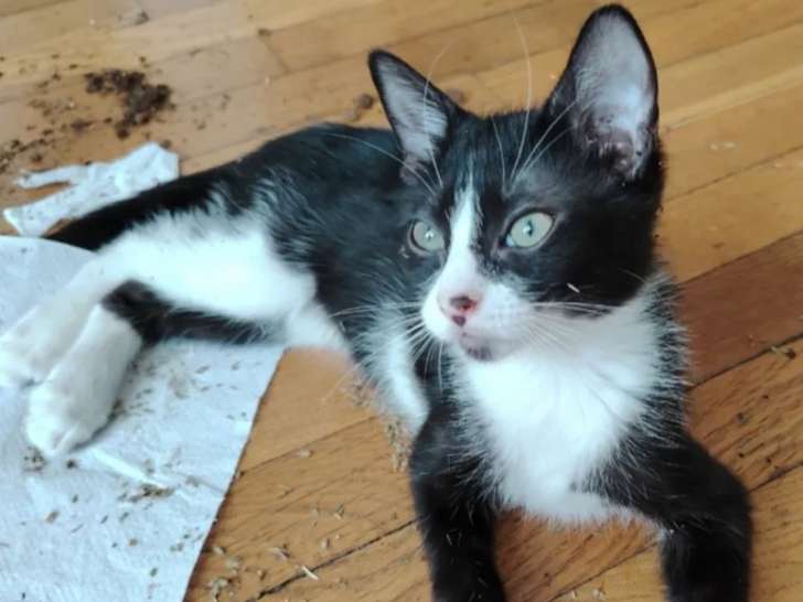 Chatonne noire et blanche en attente d'adoption