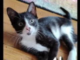 Chatonne noire et blanche en attente d'adoption