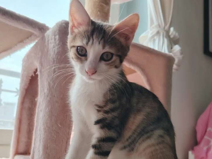 Chaton femelle tricolore prêt pour l’adoption