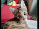 Chaton femelle tricolore prêt pour l’adoption