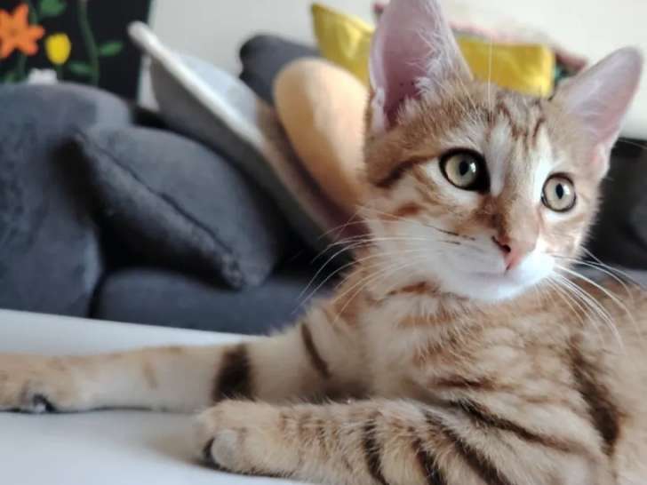 Chaton mâle tigré en attente d’une famille