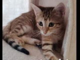 Chaton mâle tigré en attente d’une famille