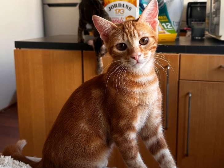 Chaton mâle tigré roux à accueillir