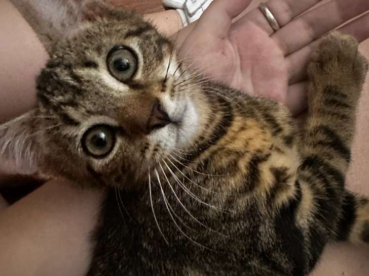 Chaton mâle de 4 mois en quête d'un foyer