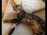Chaton mâle de 4 mois en quête d'un foyer