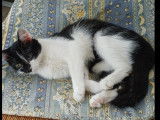 Chaton mâle noir et blanc à la recherche d’une famille