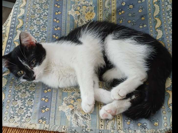 Chaton mâle noir et blanc à la recherche d’une famille
