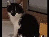 Chaton mâle noir et blanc à la recherche d’une famille