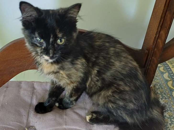 Adoption disponible : chatonne de 4 mois