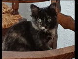Adoption disponible : chatonne de 4 mois