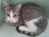 À adopter, chaton mâle tigré blanc