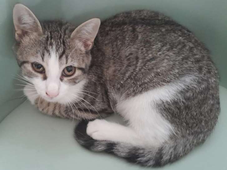 À adopter, chaton mâle tigré blanc