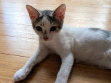 Disponible à l'adoption, chaton mâle de 4 mois