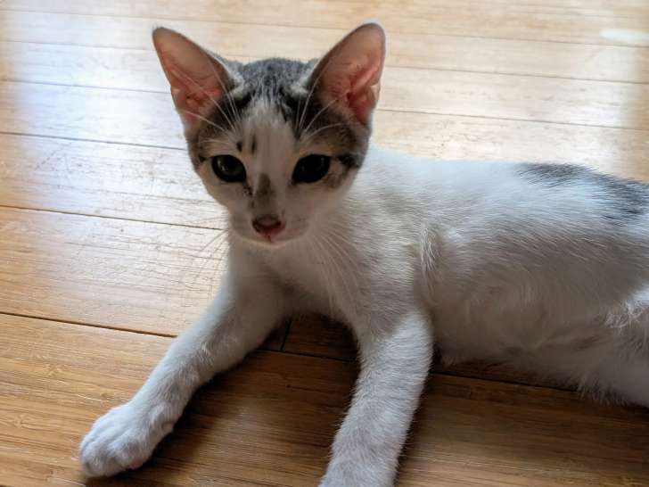 Disponible à l'adoption, chaton mâle de 4 mois