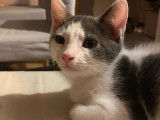 En attente d'adoption, chatonne grise et blanche