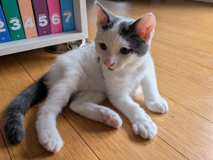 Prêt pour l'adoption, chaton mâle de 4 mois