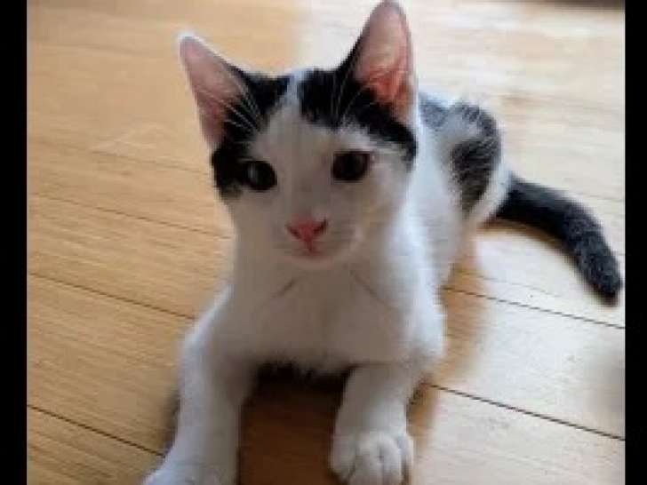 En attente d'une famille, chaton mâle noir et blanc