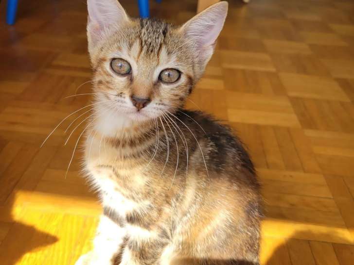 À accueillir, chatonne de 3 mois
