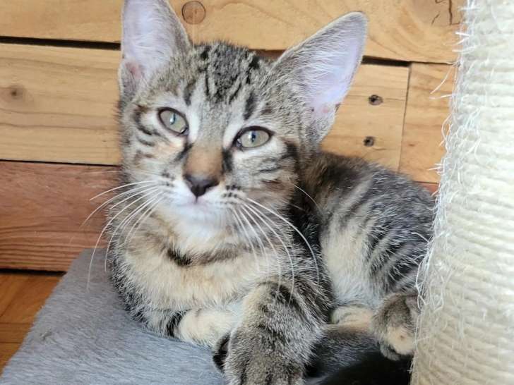 En quête d'une famille, chaton femelle tricolore