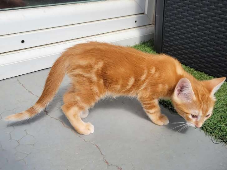 Adoption disponible : chaton mâle roux