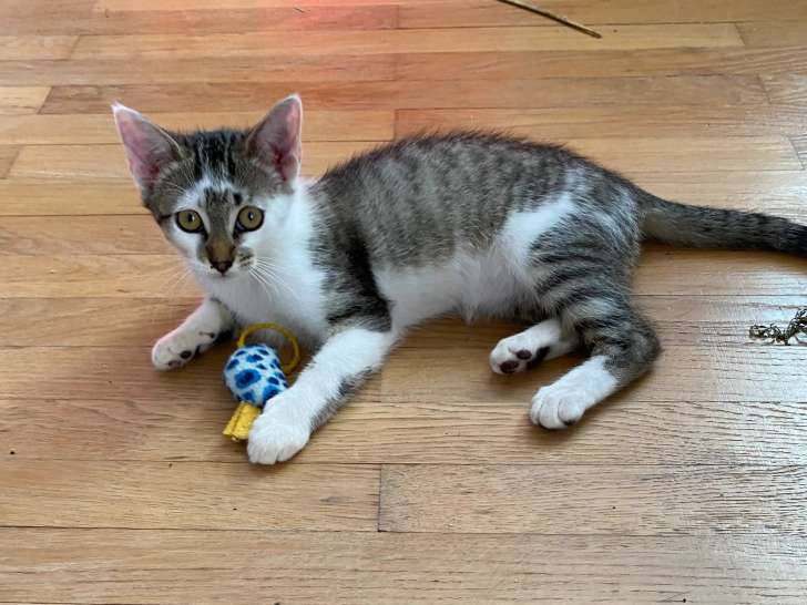 À la recherche d’une famille, chaton femelle de 5 mois