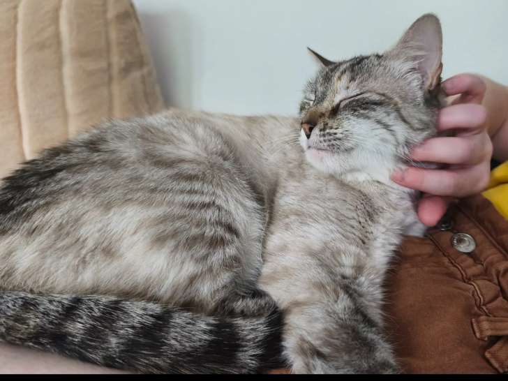 À adopter : chatte tigrée grise