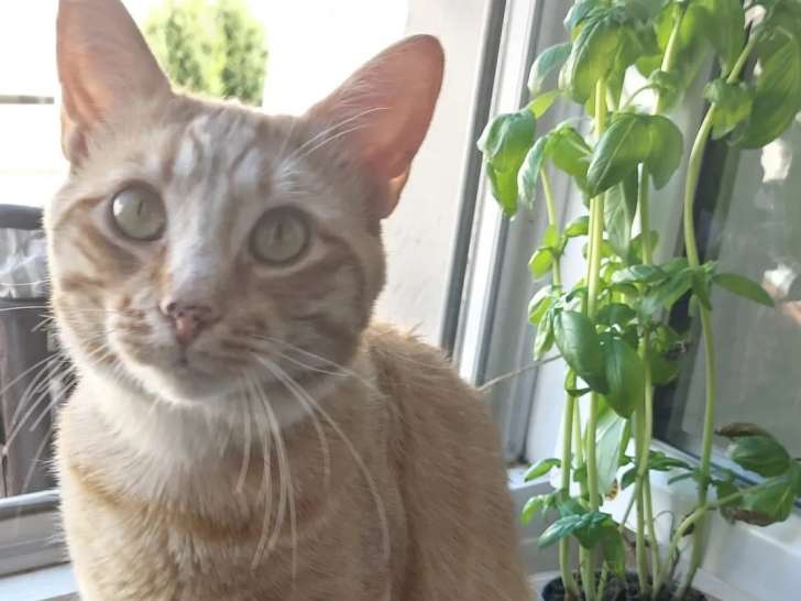 Disponible à l'adoption : chat roux