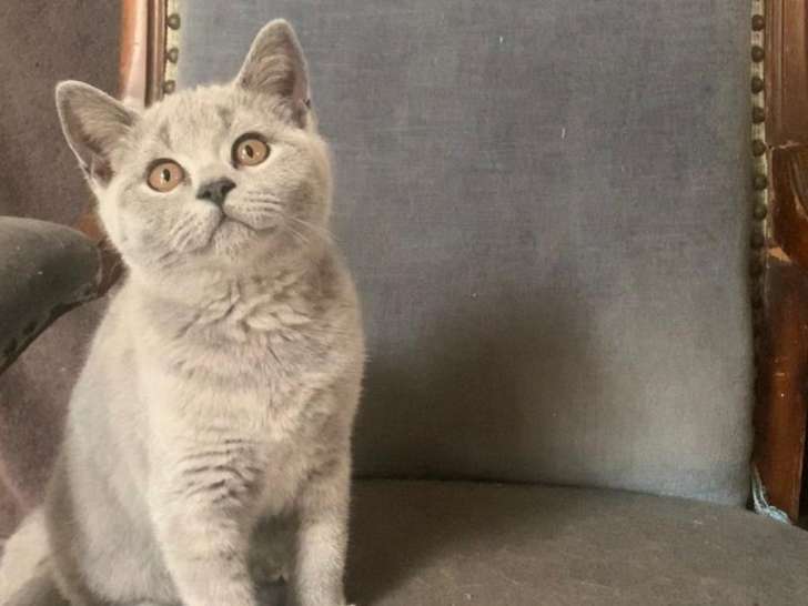 Chatons British Shorthair LOOF à vendre