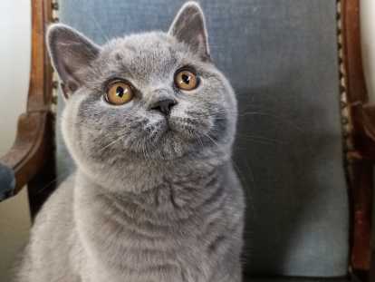 Chatons British Shorthair LOOF à vendre