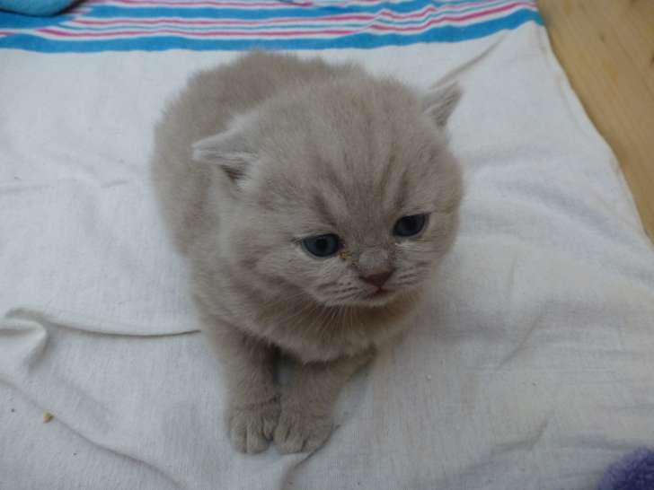 Chaton British Shorthair à vendre
