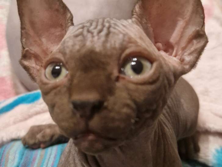 Chatons Spynx LOOF à vendre