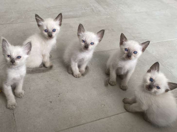 Adorables chatons Siamois disponibles