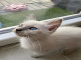 Adorables chatons Siamois disponibles