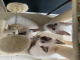 Adorables chatons Siamois disponibles