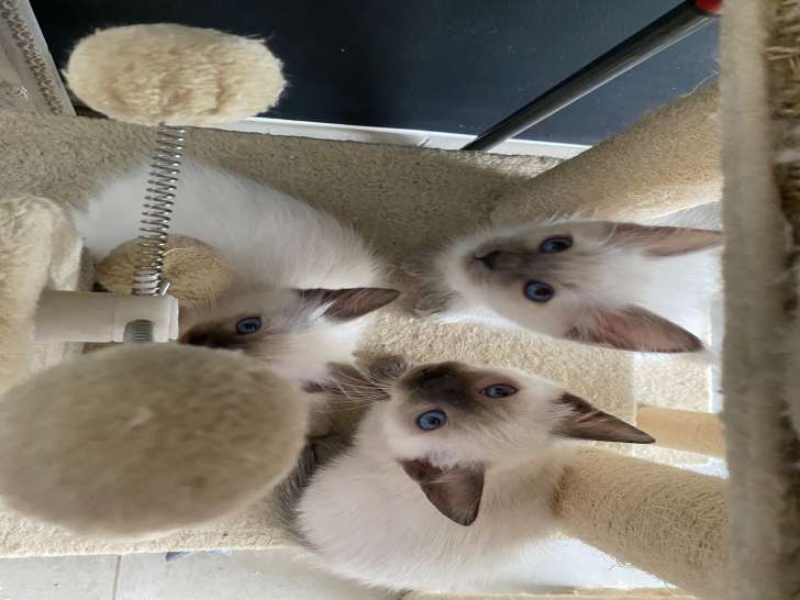 Adorables chatons Siamois disponibles